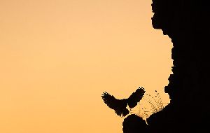 photo illustration